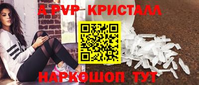 гашик Кингисепп